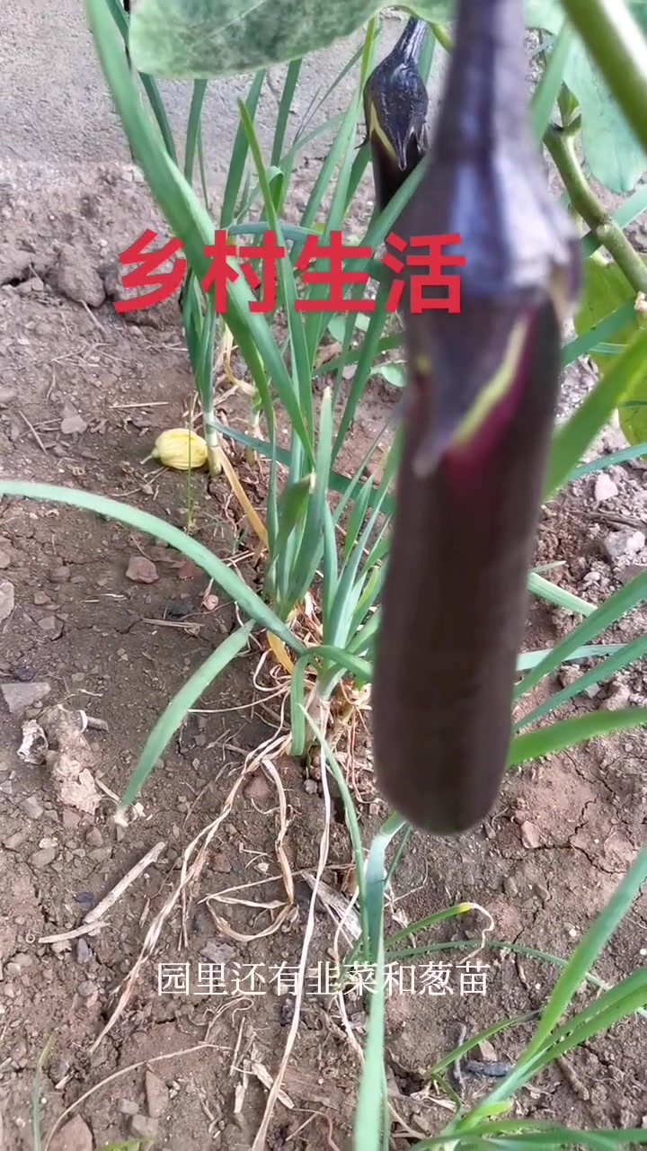 田楼是我家,架上有丝瓜,施的土杂肥,农药俺不打。左手摘茄子,右手摘辣椒,地里还有韮菜和葱苗
