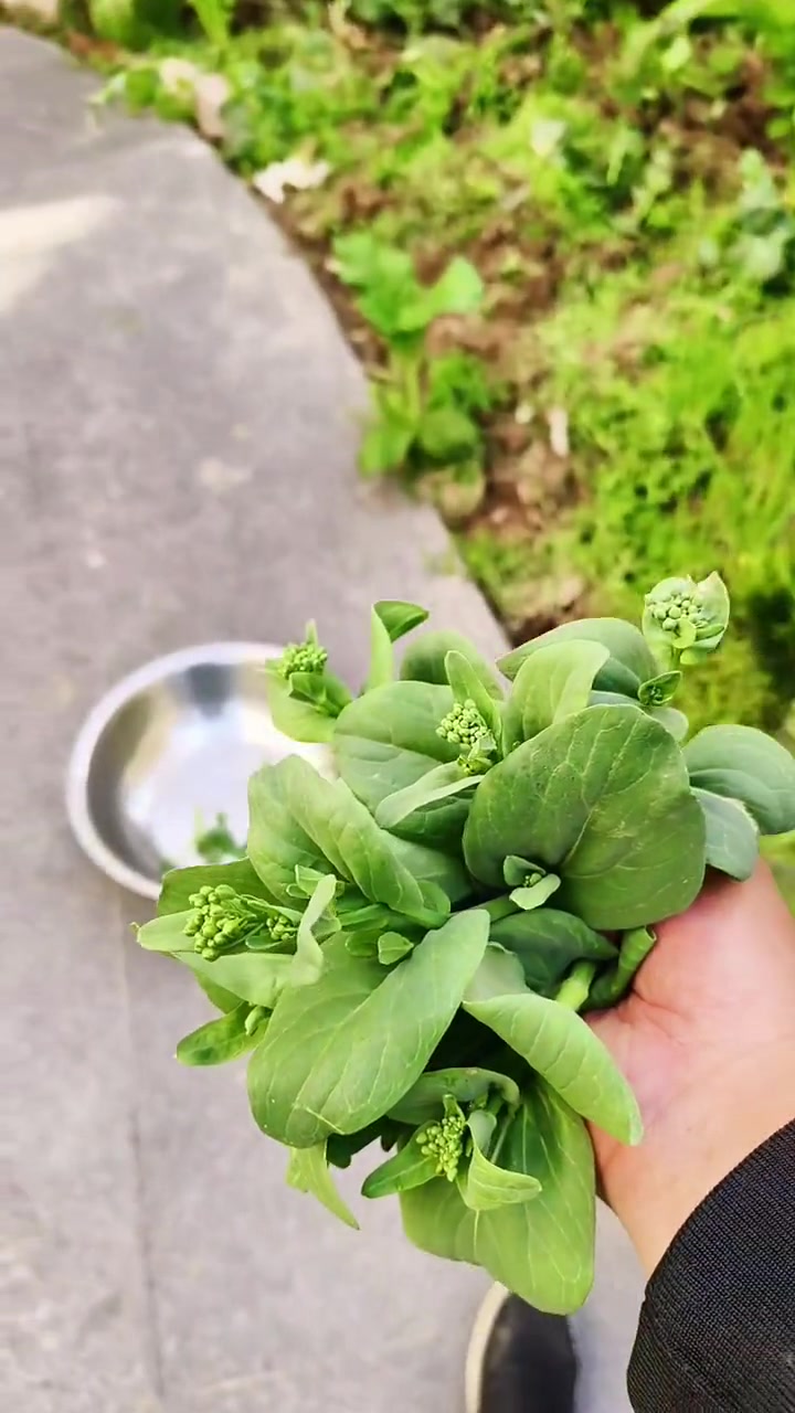青菜最好吃的就是这季节