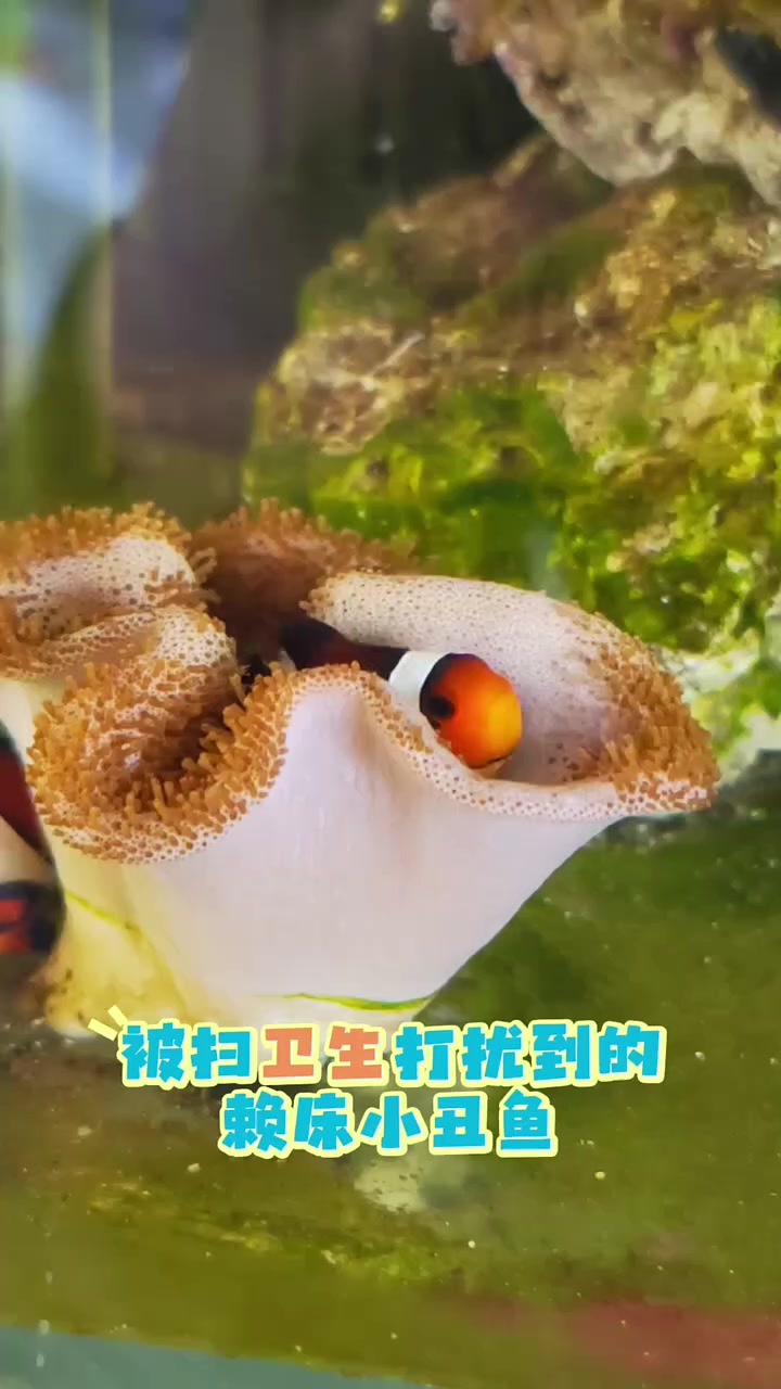 被打扰到睡懒觉的小丑鱼 #小丑鱼 #海缸