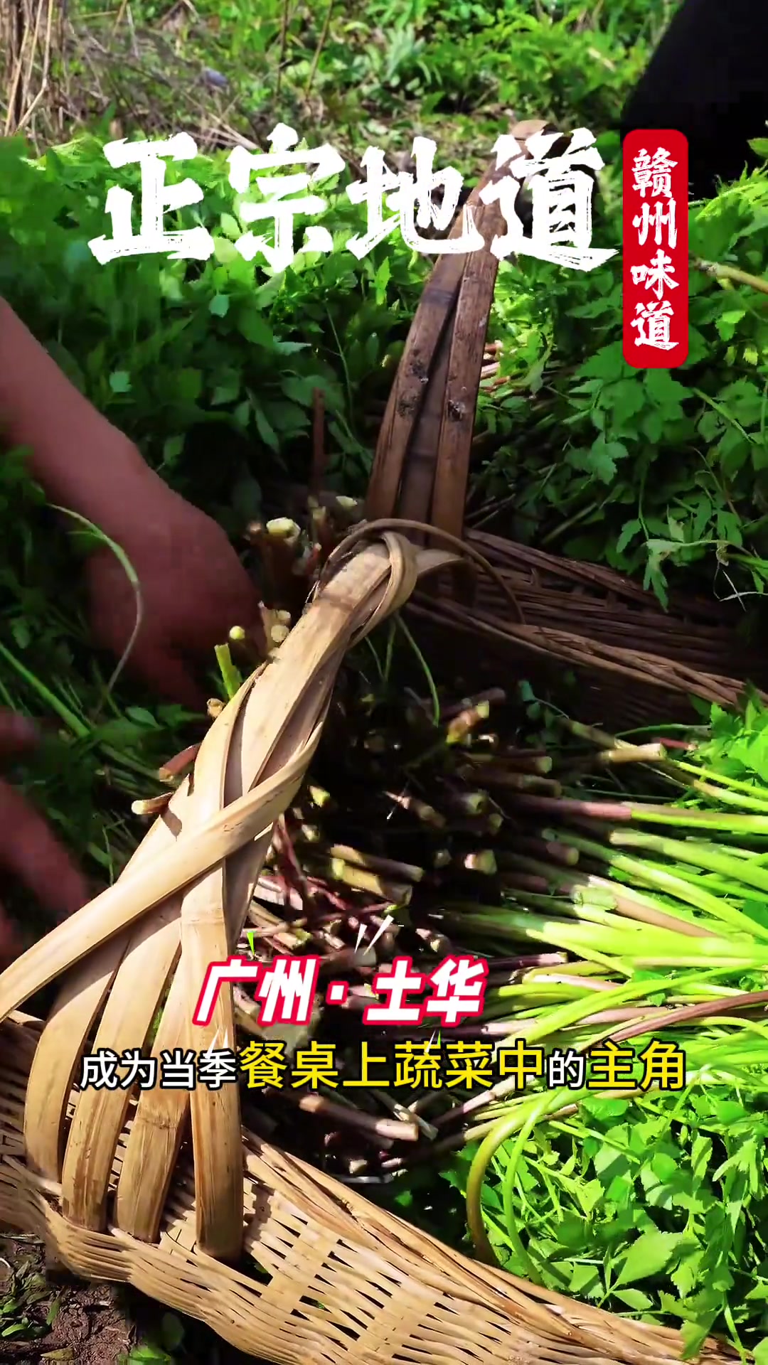 春风一吹，野芹菜飘香，赣南腊肉一炒，满是家乡味！