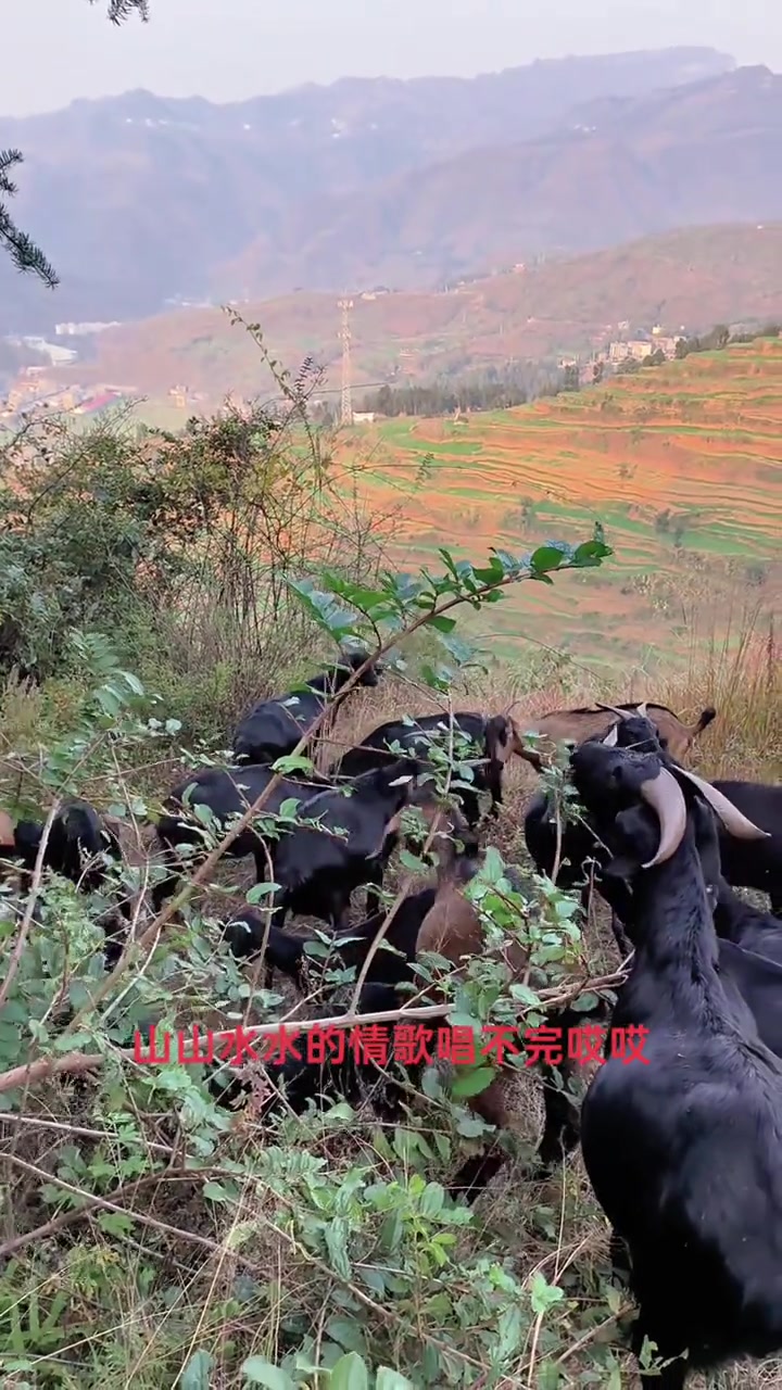 黑山羊的营养价值和功效