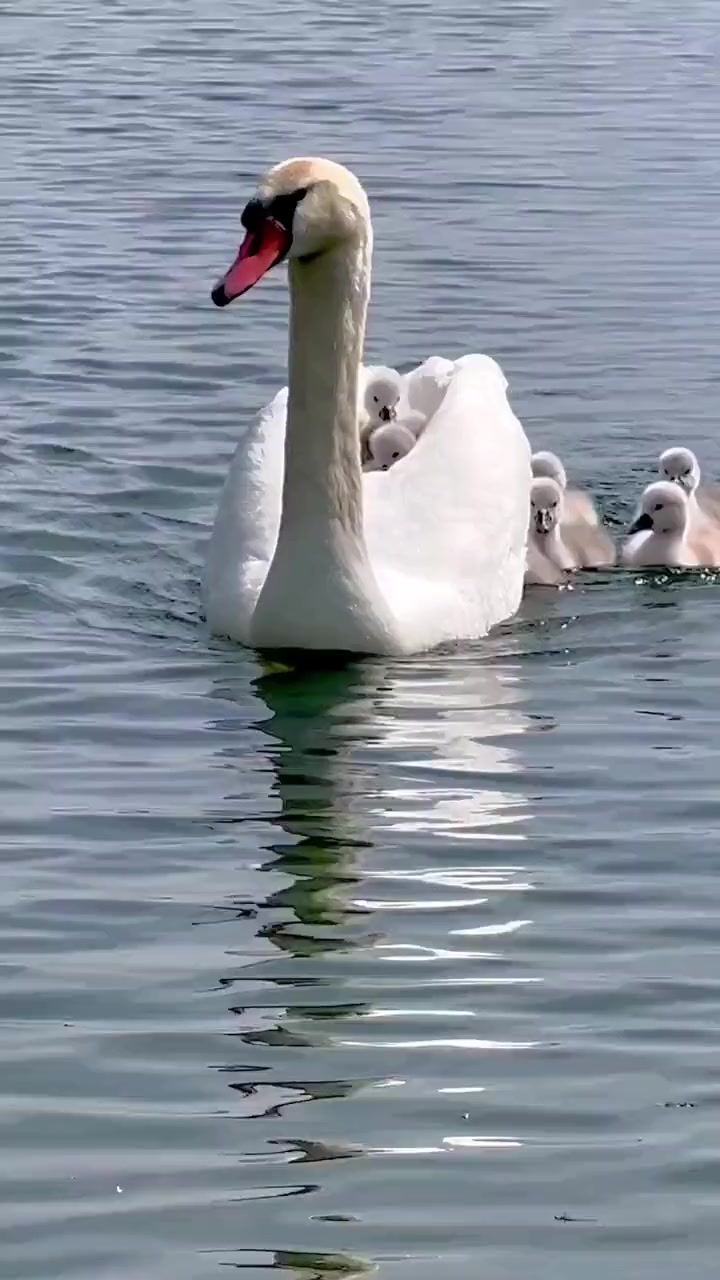 萌化了，小天鹅宝宝