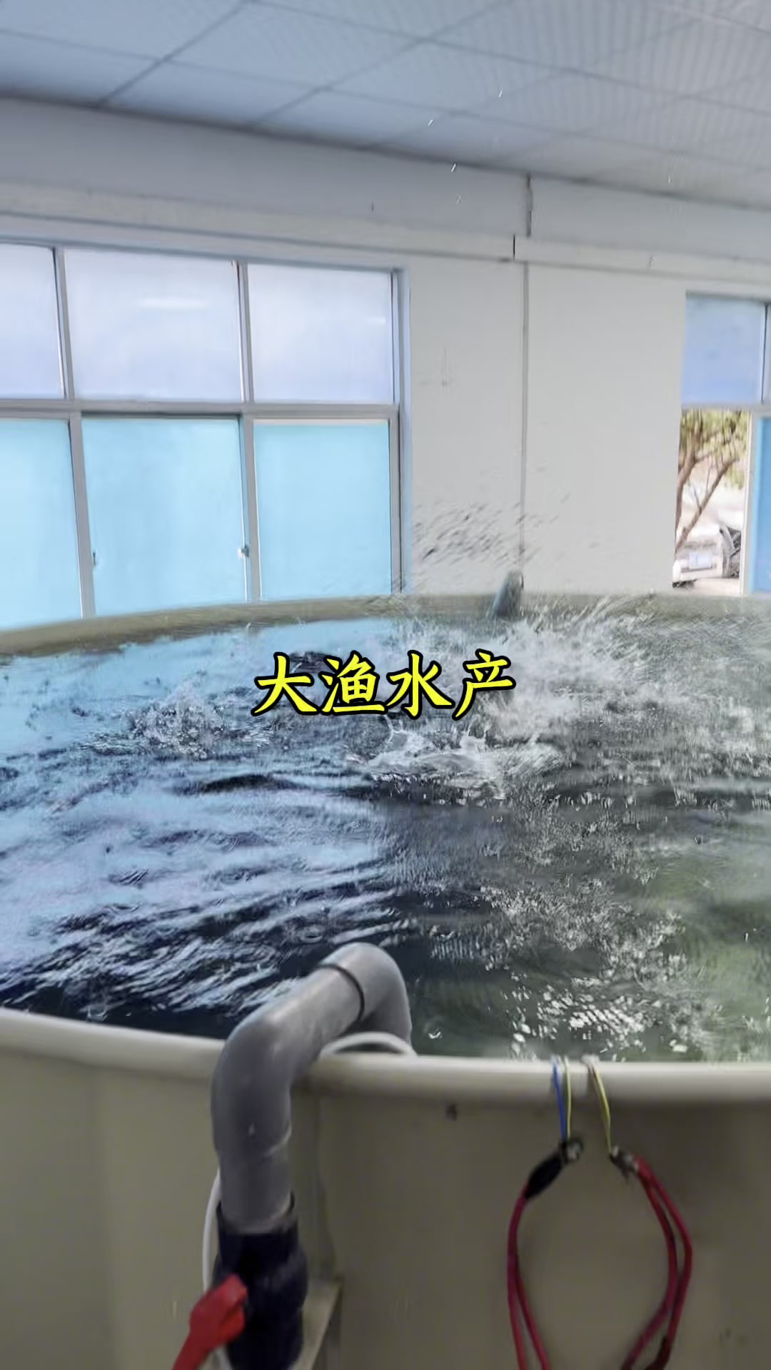 喂鱼啦,这个密度可不可以?#水产养殖#养殖设备#pp鱼池