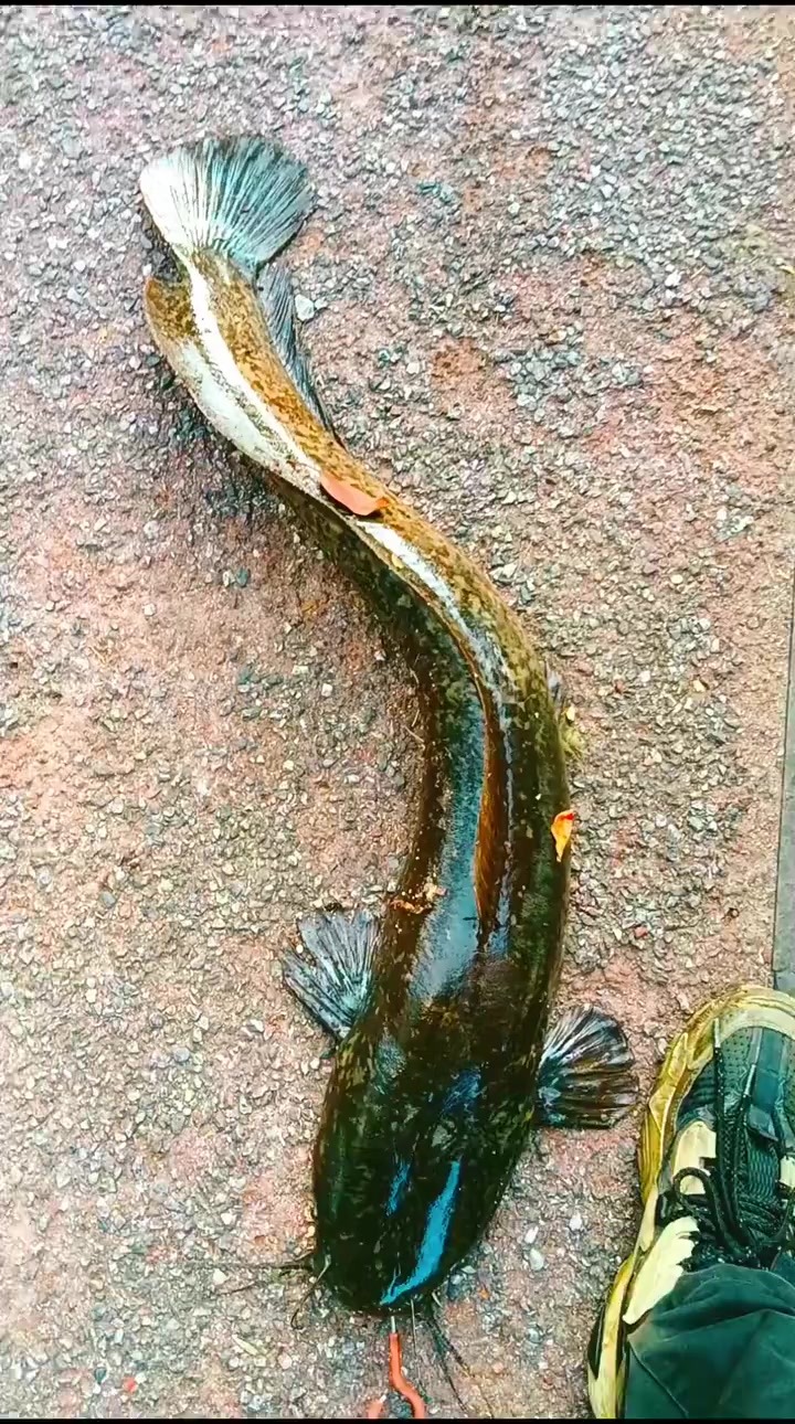 冬天钓鲶鱼,这三个招儿简单又管用