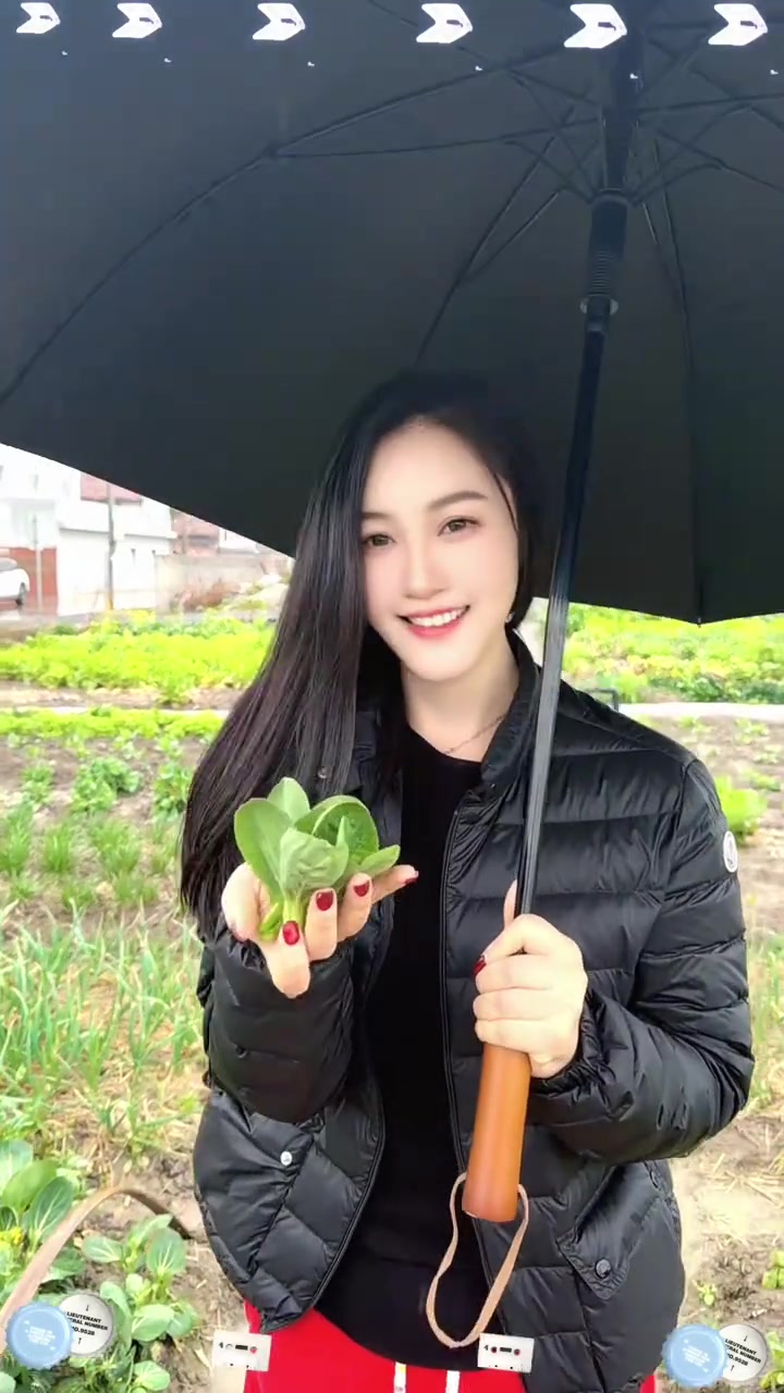 平凡的日子里,没有诗和远方,菜地里摘摘菜,快乐就是真的简单