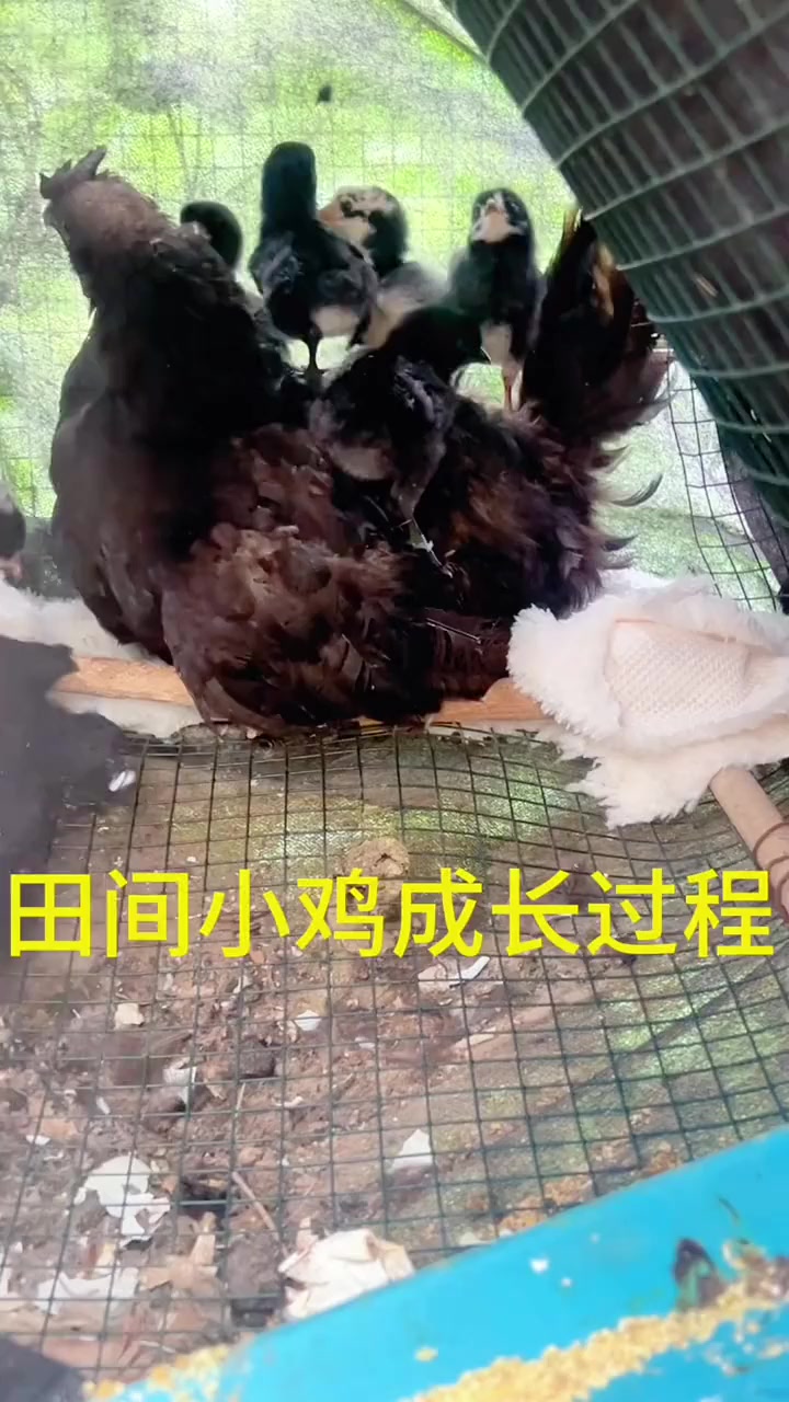 每天分享园子老母鸡孵小鸡带小鸡成长过程，今天来园子发现了两只可爱的小奶猫，老铁们在品酒聊天