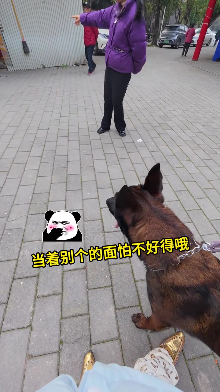 今天遛狗差点就是大吉大利,今晚吃鸡老!