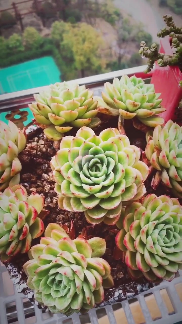 酸橙辣椒出状态，株形美且叶泛橙红双色