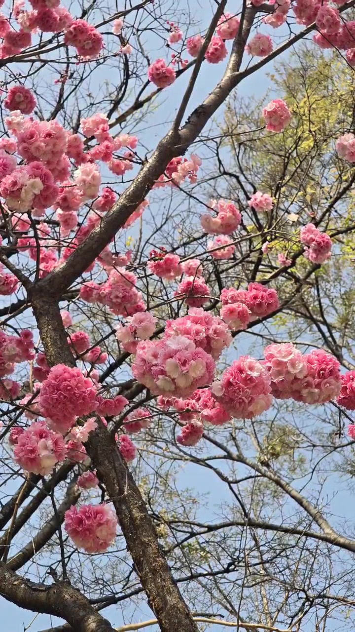 昆明自驾三月上旬樱花绽放已是盛花期。罗平油菜花图片,整理中