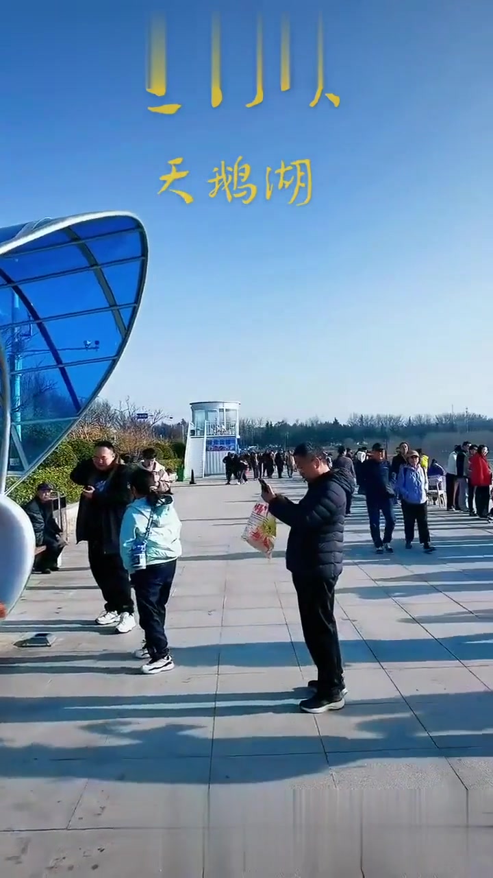三门峡天鹅湖!黄河边大天鹅越冬地超美