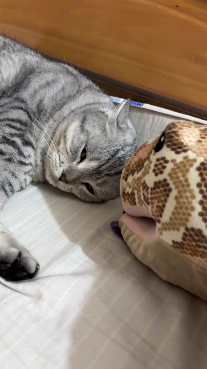 落水包！广西特色！肉汤圆，要是像咪猪一样芝麻味的那就是汤圆了