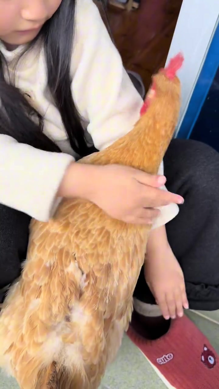 小黄小黑真的好喜欢抱姐姐