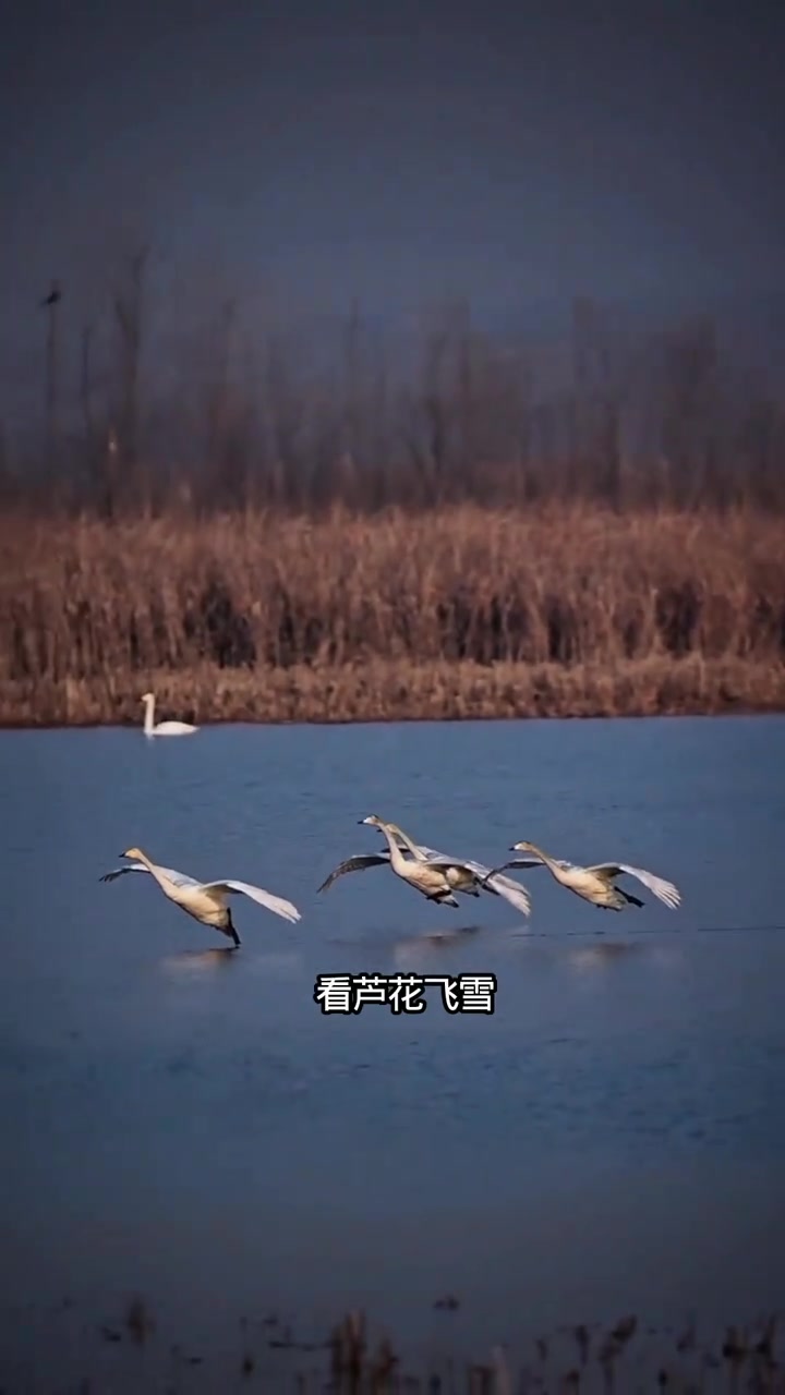 三门峡冬日天鹅湖,白天鹅成群太治愈了