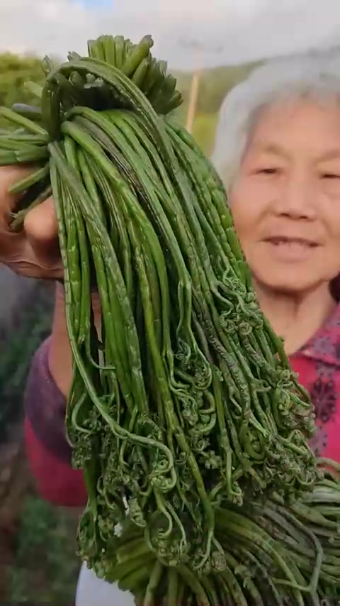 黑龙江原始森林，邻居与自家采野生蕨菜小嫩芽，嘎嘎好吃
