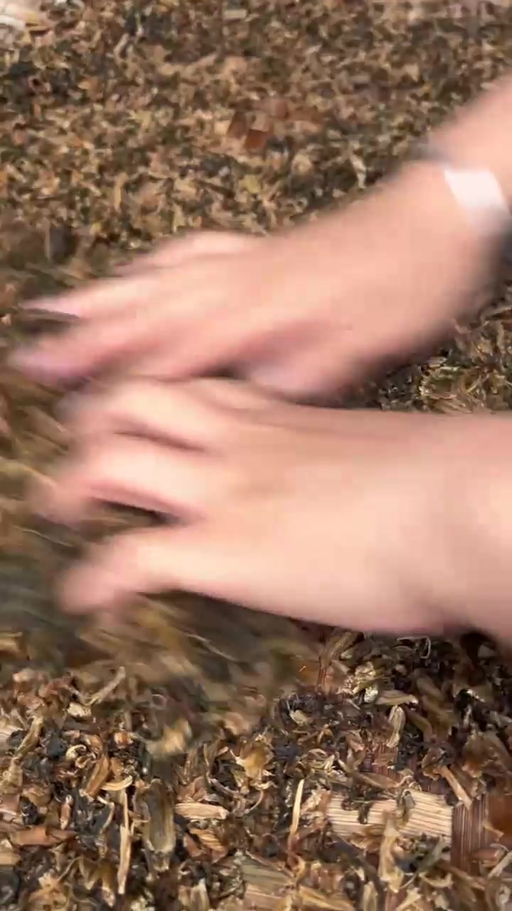 地里的青菜快起苔了,砍回去做芽菜,再做一道梅菜扣肉吃!