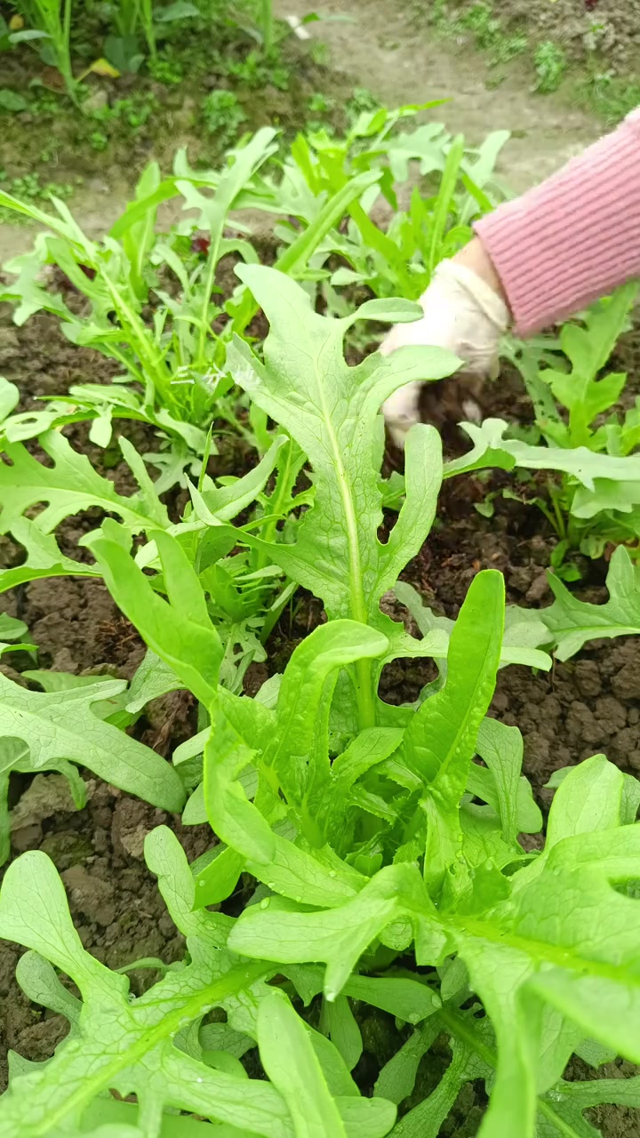可以和ong菜并肩撑过整个夏天的叶类蔬菜，必须非它甜麦菜莫属