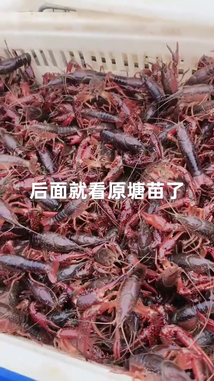 轻松有趣的小龙虾养殖方法!