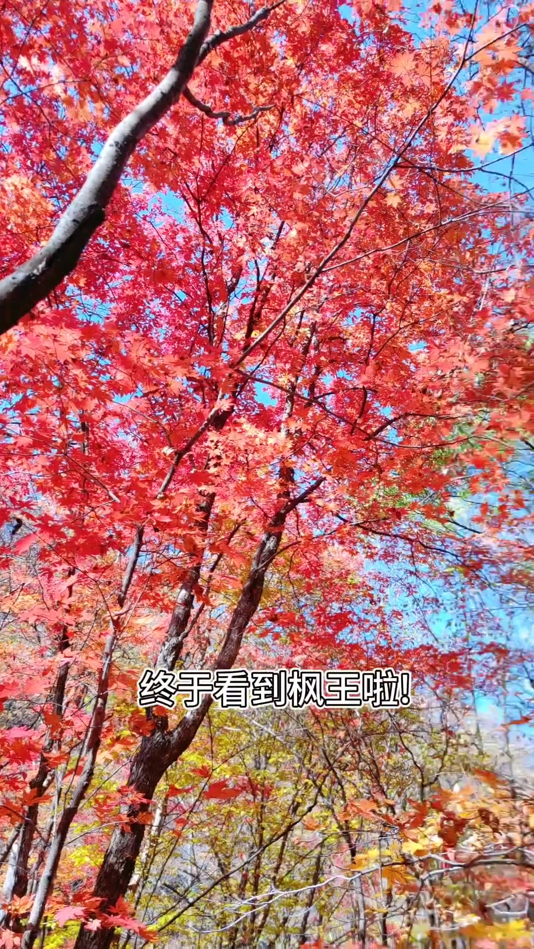 本溪关门山枫叶红透了 堵四小时才到家