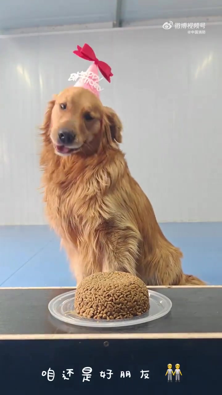 「#搜救犬生日仪式感很足#」训导员精心准备狗粮蛋糕,点蜡烛、戴生日帽,仪式感直接拉满!认真