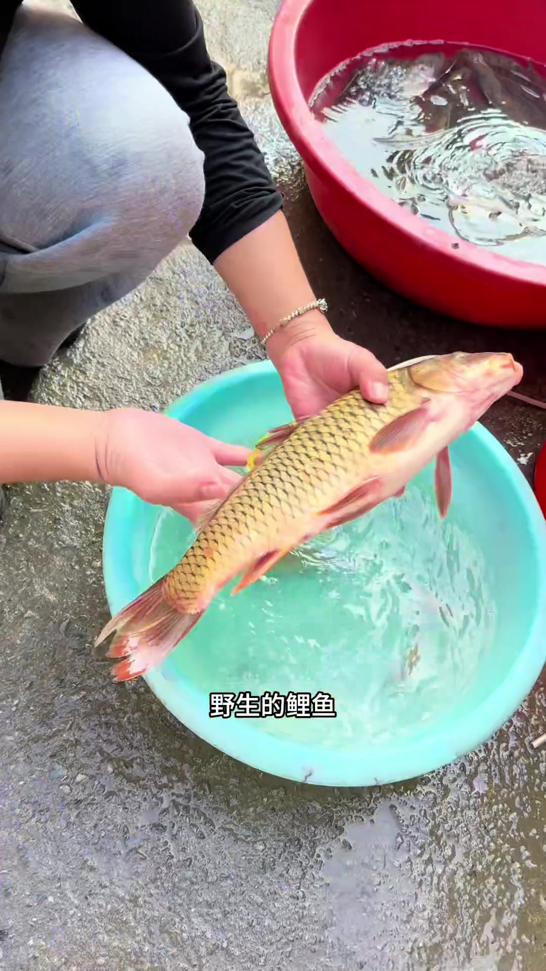广西红水河的河鱼河虾,满是小时候摸鱼的回忆