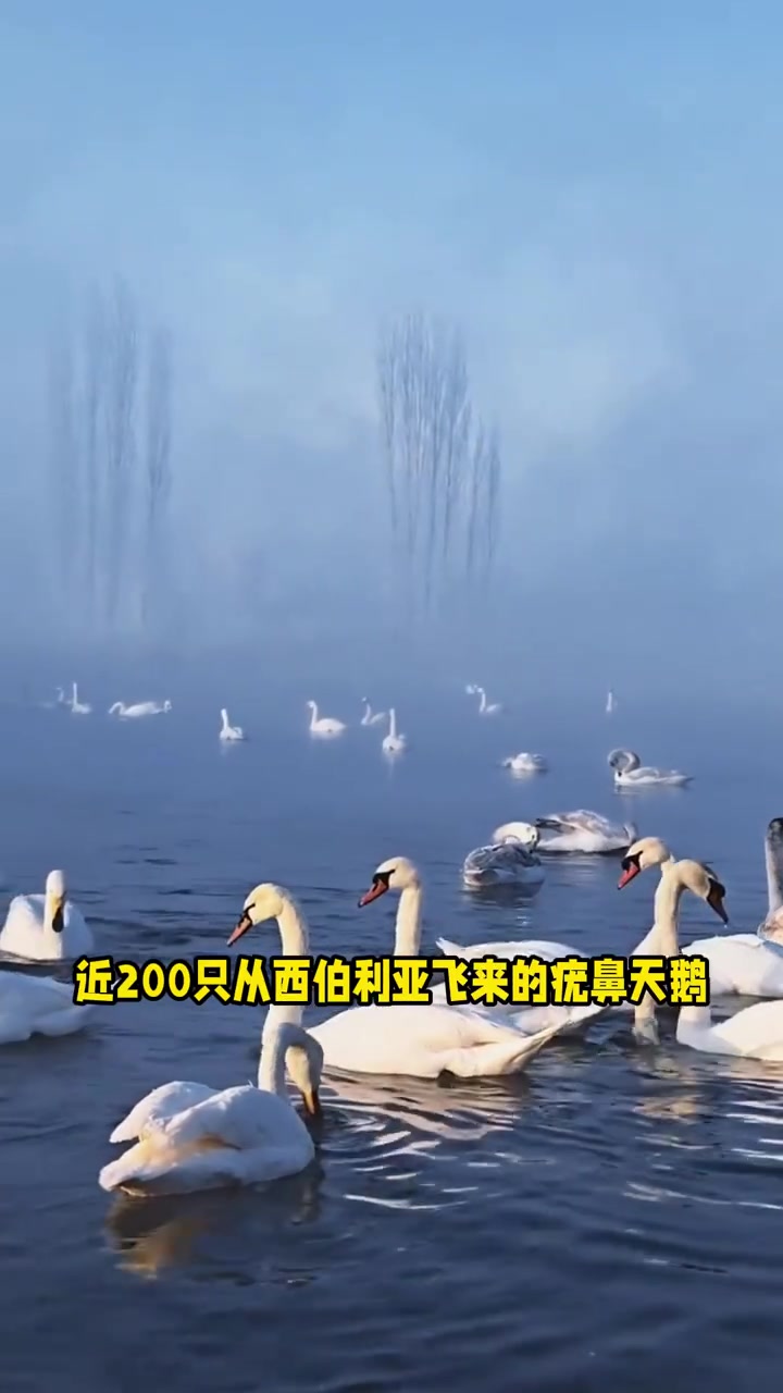 伊犁天鹅泉的冬天藏着童话里的天鹅仙境