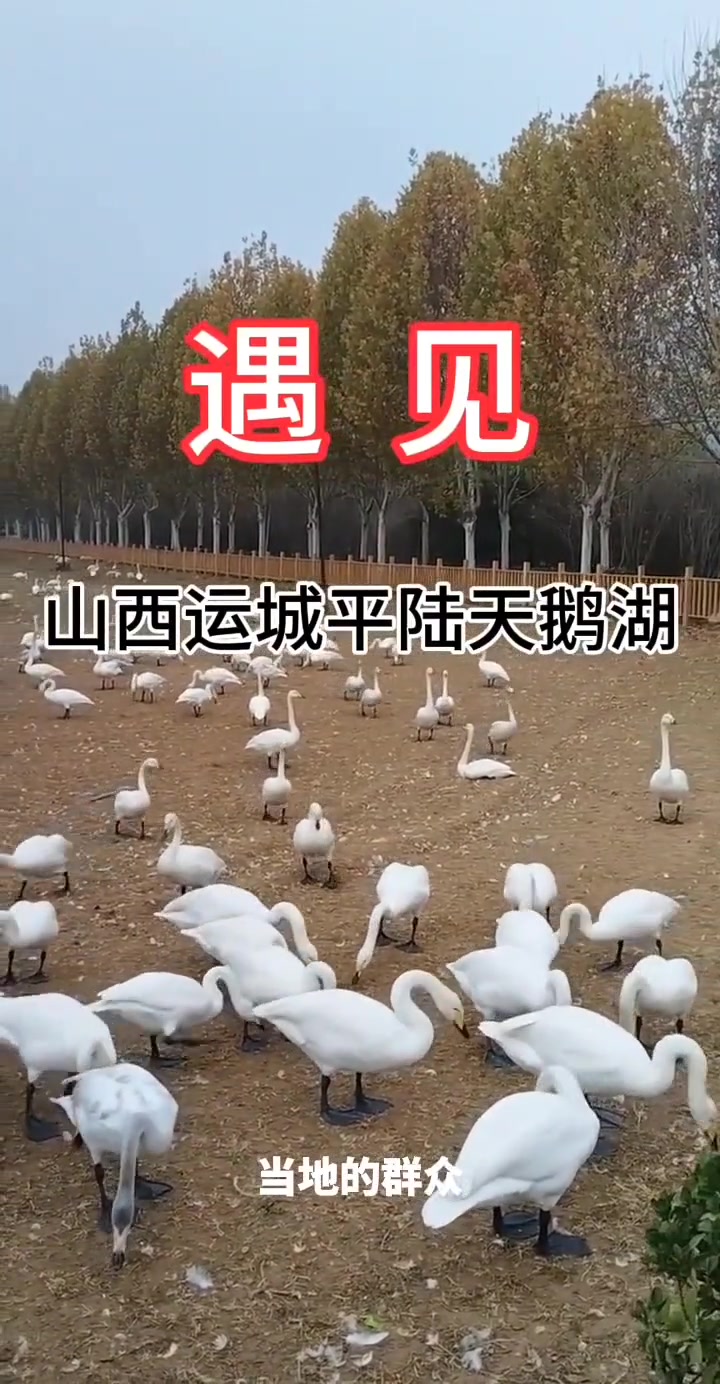 平陆三湾景区,大天鹅越冬的好去处