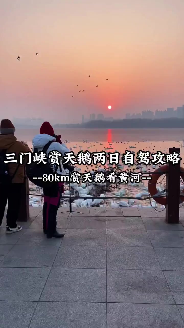 自驾80公里到三门峡天鹅湖看日落赏天鹅