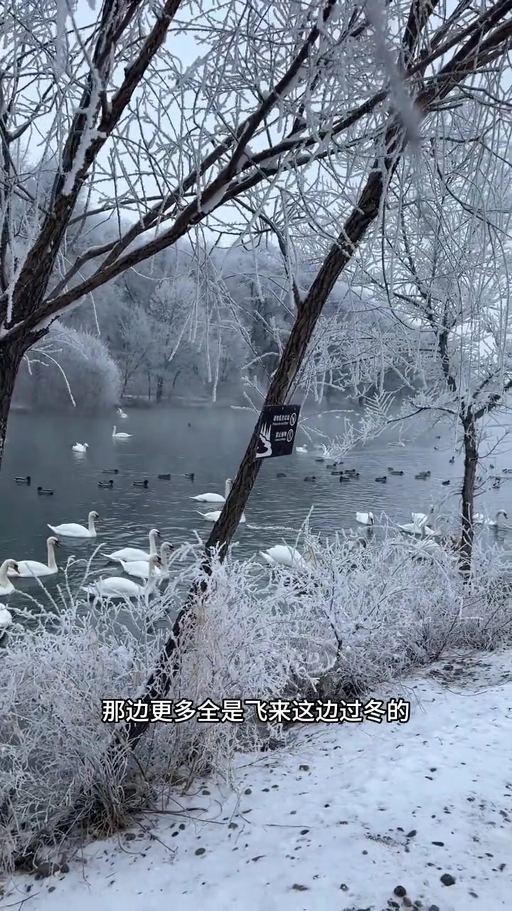 伊宁天鹅泉30块看雾凇天鹅，随手拍大片