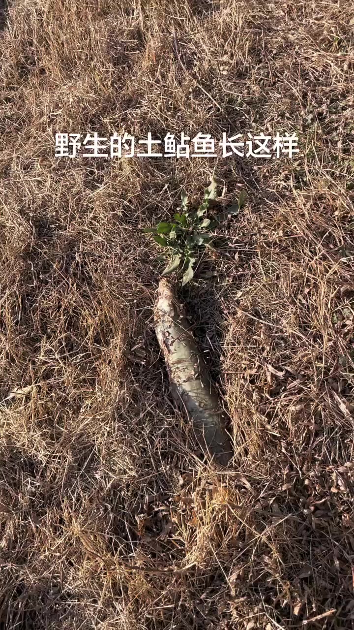 野生的土鲇鱼长这样#大自然的馈赠 #真实户外 #户外 #逮鱼摸虾