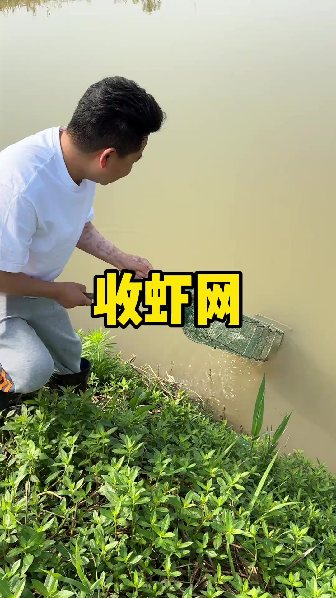 收虾网了带着收到的小虾小鱼去我爸那中午烧个菜
