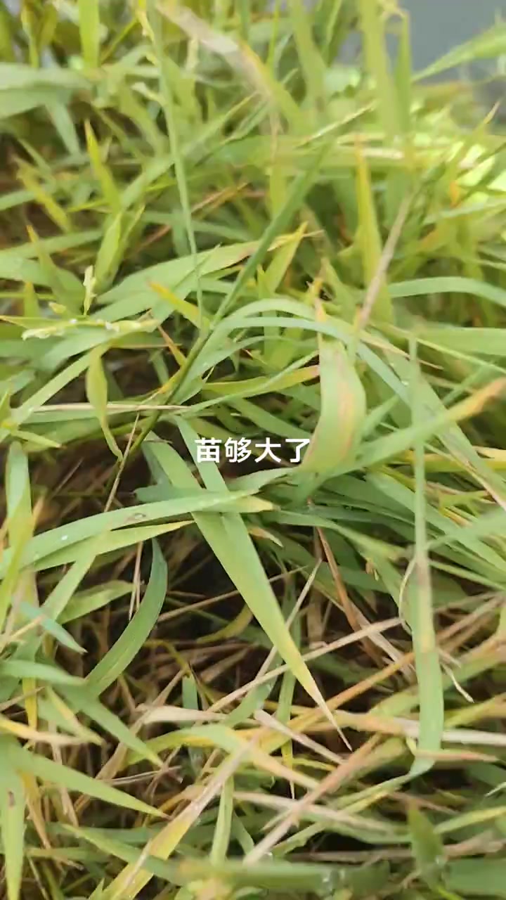 科学高效的小龙虾养殖方法!