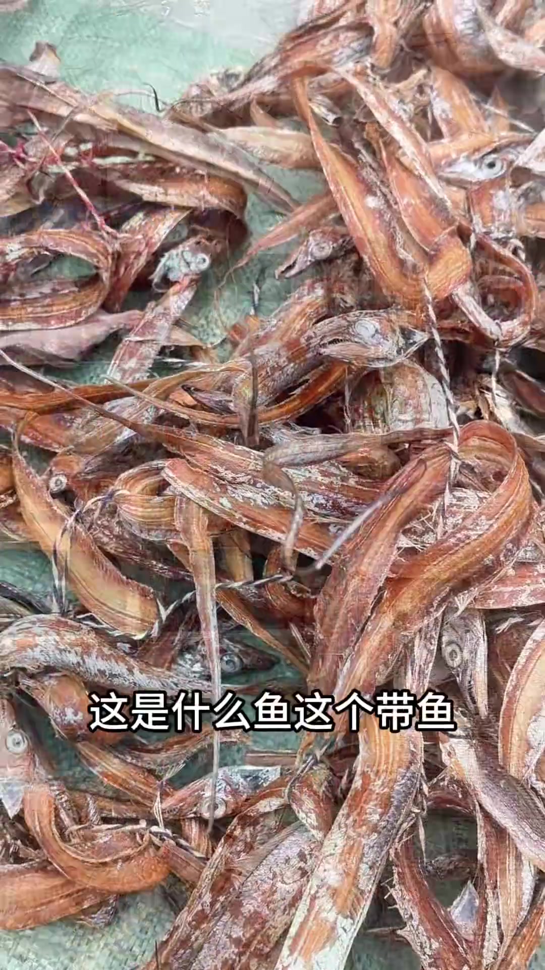南门坛上见闻，偶遇卖鱼干的外地人，二十元一斤，真香！