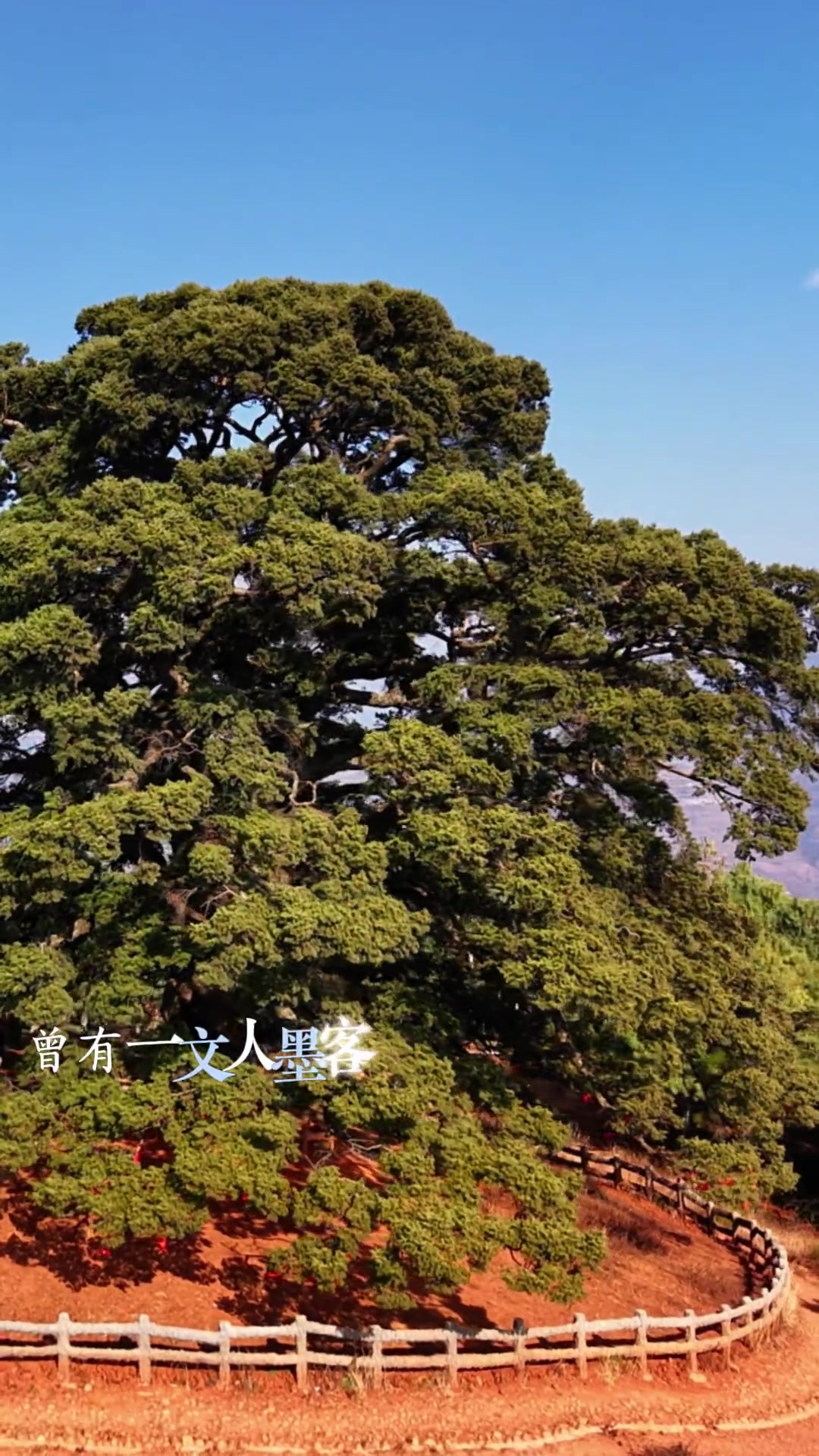 云南东川红土地藏着棵千年老龙树