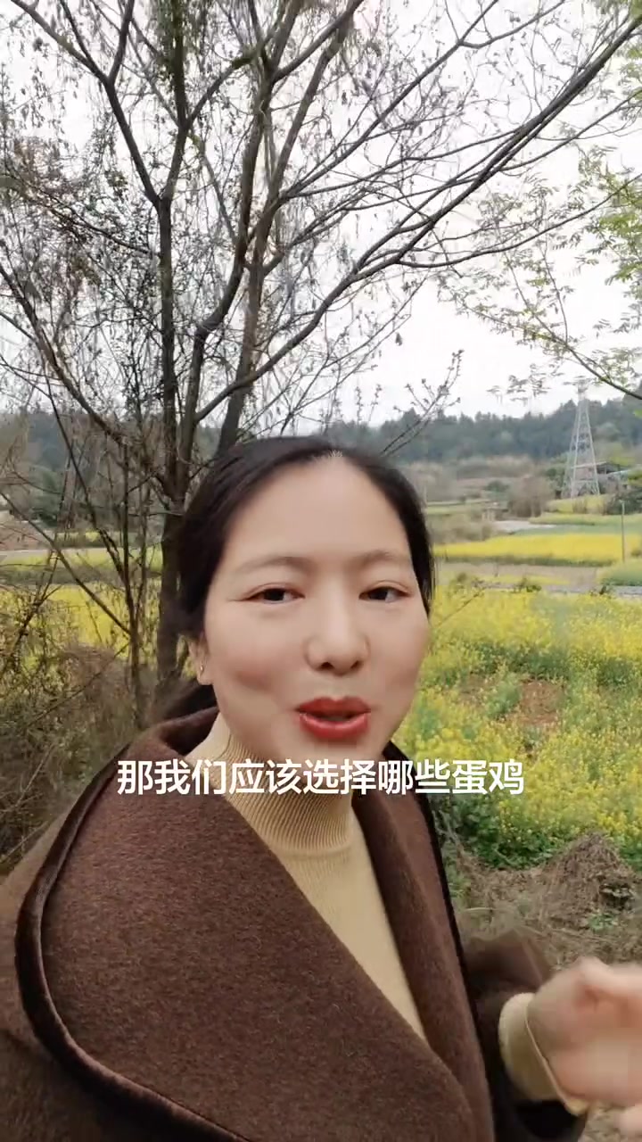 农村散养蛋鸡用什么品种?#蛋鸡 #鸡苗 #蛋鸡养殖 #养鸡