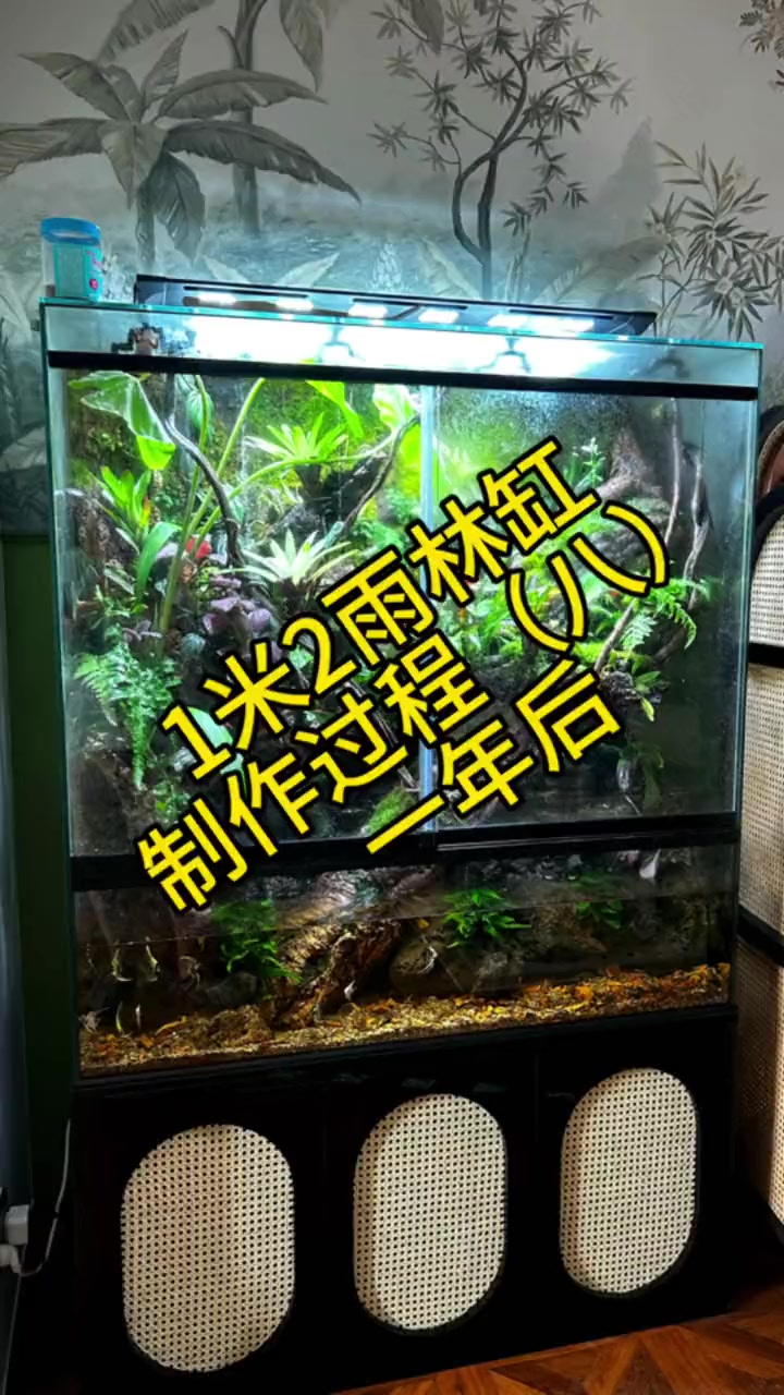 #雨林缸造景#雨林缸#热带植物#雨林缸制作#雨林缸制作