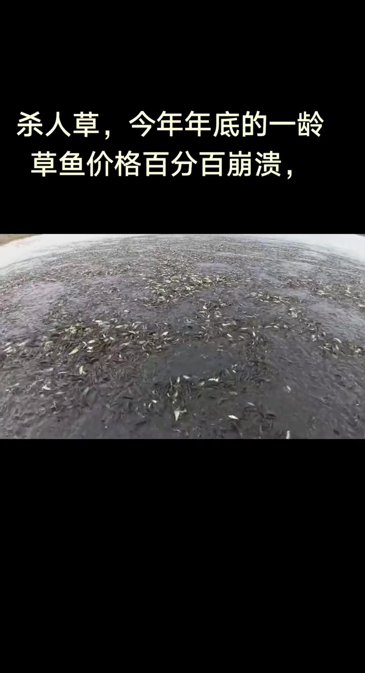 一龄草鱼苗就算五块一斤也赚不到什么钱,料吃不了多少。死鱼厉害的塘口搞不好就会亏本