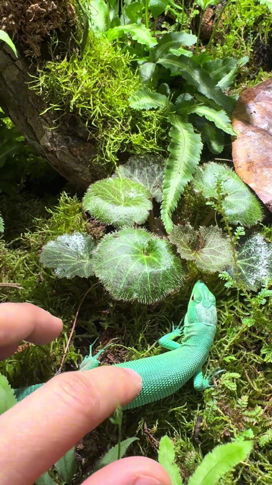 翡翠龙纹蜥的雨林缸造景终于做好啦