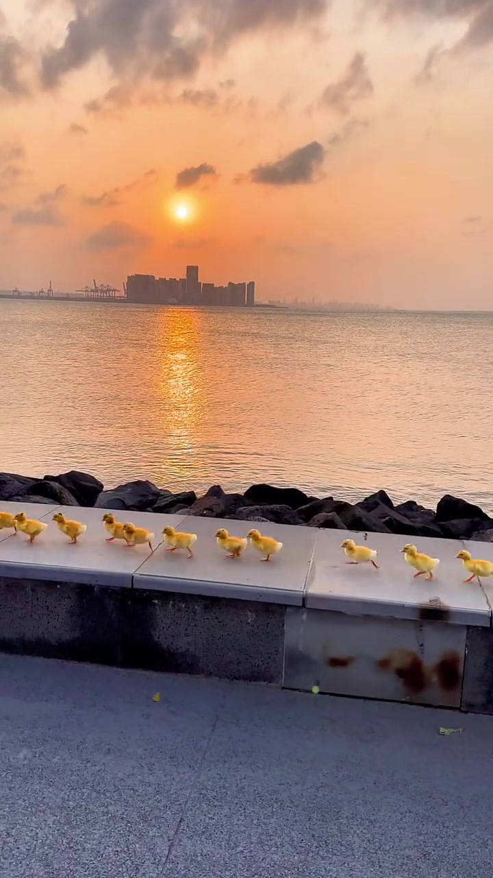 这夕阳配这音乐绝了!#治愈系风景 #夕阳下的背影 #可爱的小鸭子