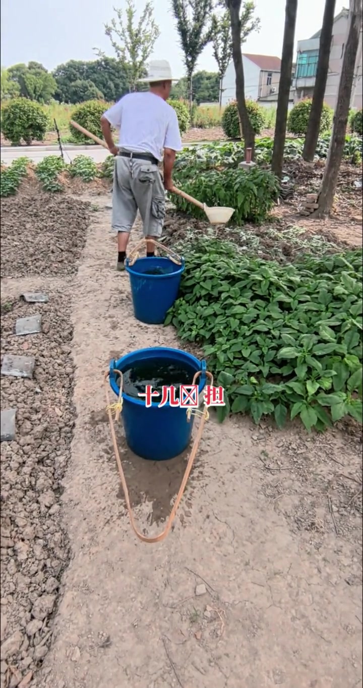 正能量传递。最苦一代人，还在发挥着自己的余热。吃菜同时请大家看看种菜人的苦。农民伯伯种菜不