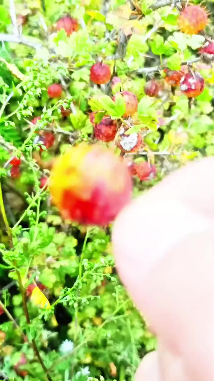 五台山藏着的宝贝,你见过这种蘑菇吗?