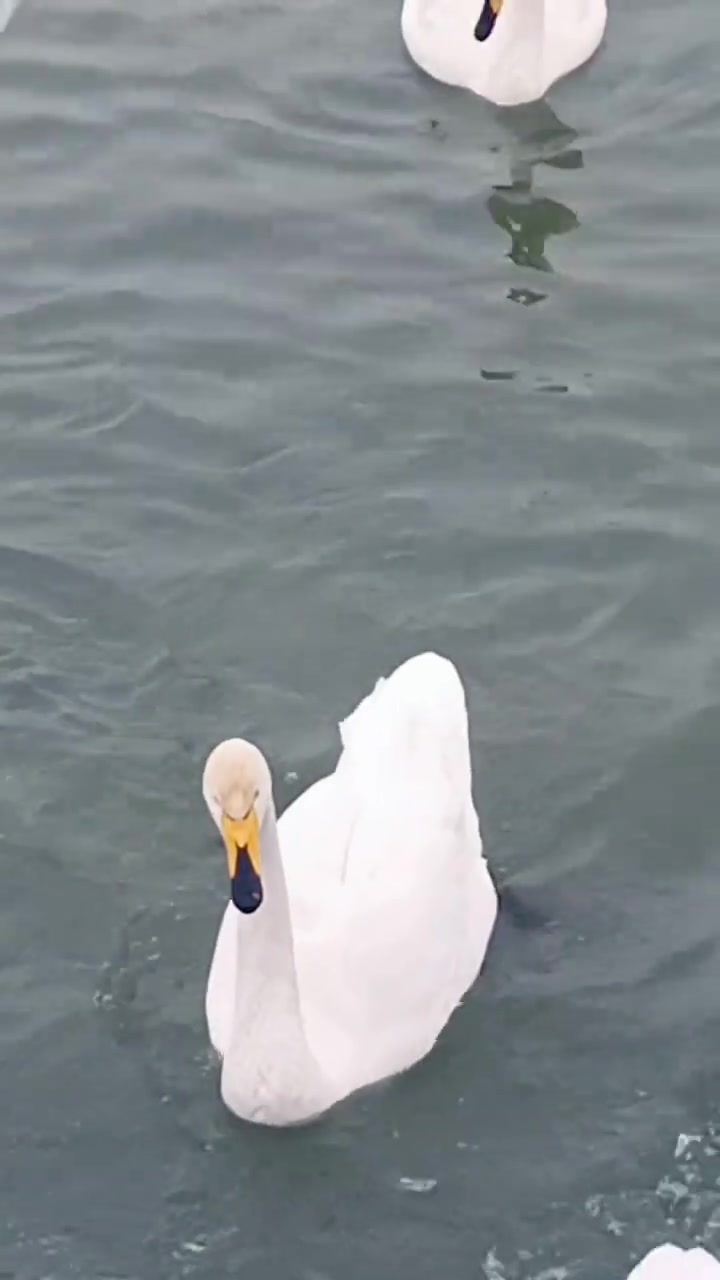 三门峡天鹅湖超美!旅游别错过