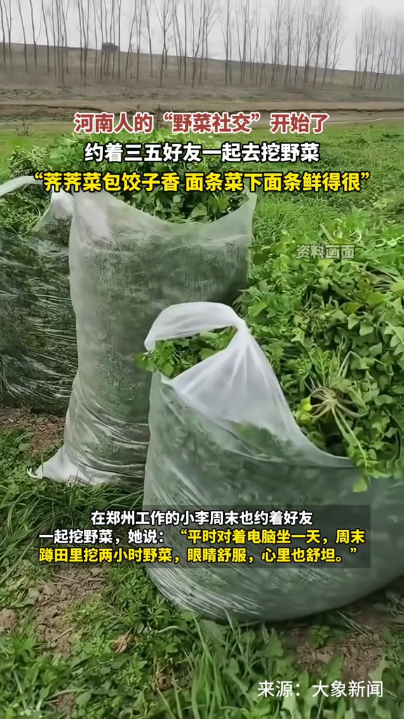 河南人的“野菜社交”开始了 约着三五好友一起去挖野菜吧