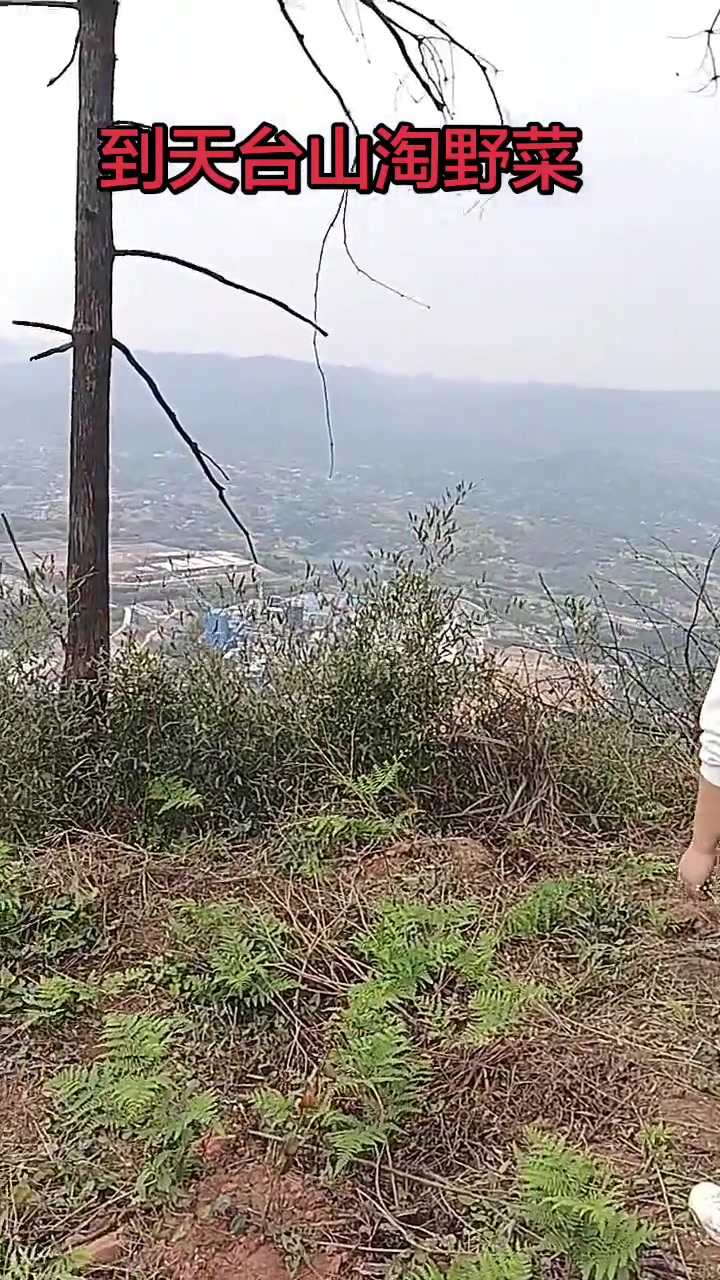 天台山挖蕨菜,山野里的趣味体验