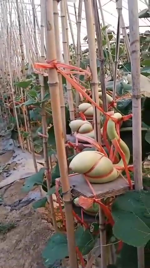 用绳子、竹竿、木板让葫芦变天鹅，过程艰难蜕变惊艳！