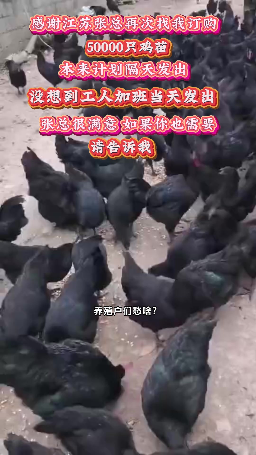陕西宝鸡陇县，五黑绿壳蛋鸡苗养殖，助力农户增收新选择 #绿壳