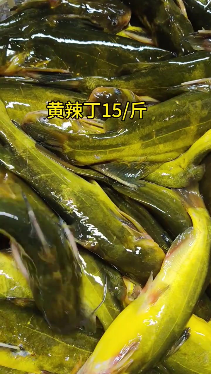 济南海鲜市场行情速报，鳜鱼、蛏子、八爪鱼价格更新！