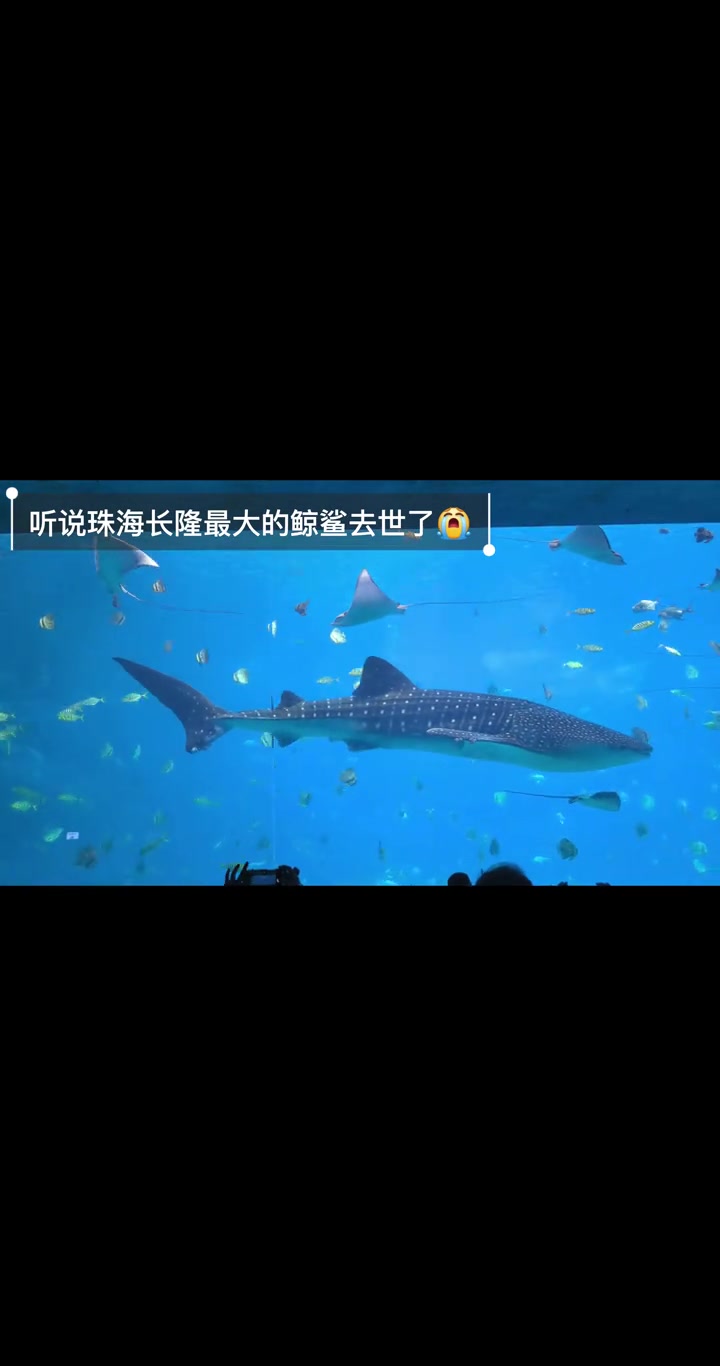 珠海长隆鲸鲨去世，之前看的画面真超震撼