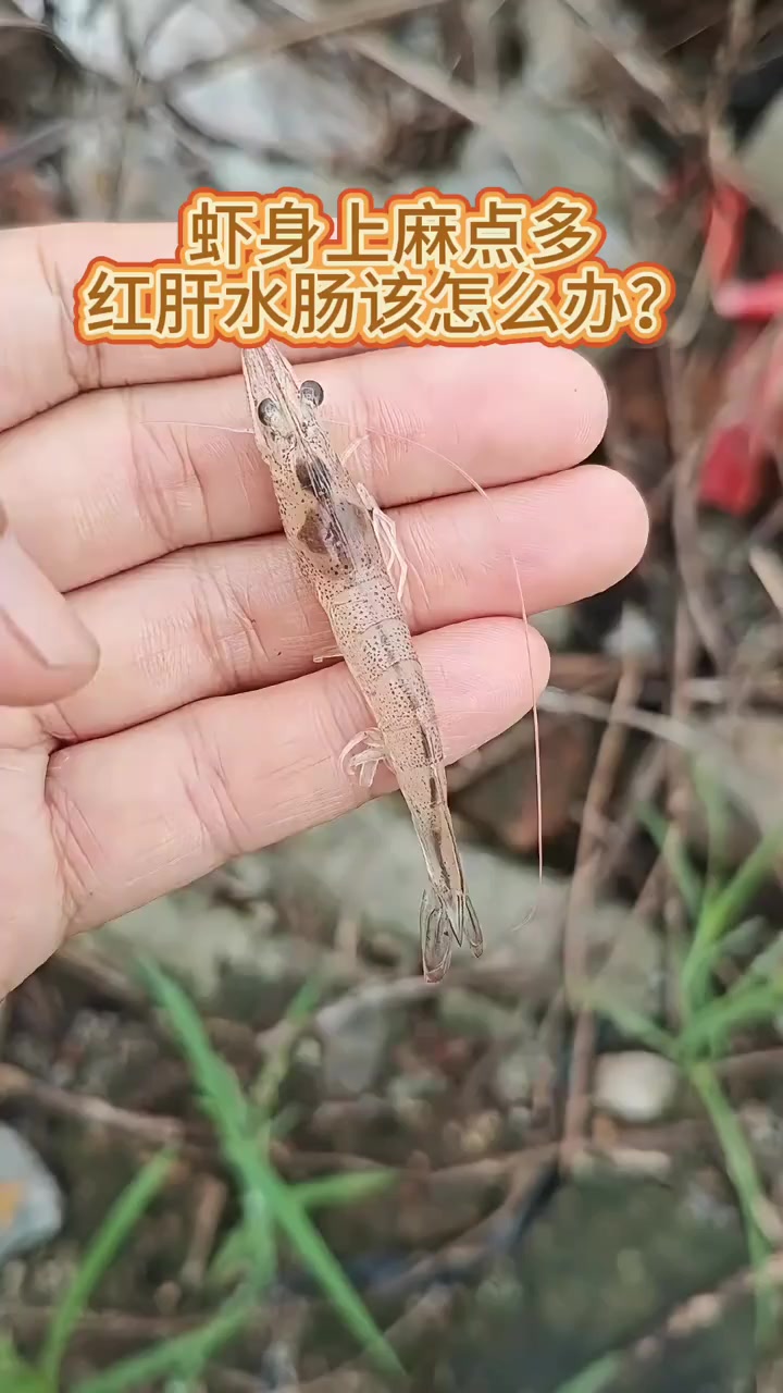 虾弧菌感染怎么办？南美白对虾养殖技术，虾身上麻点多是什么原因？养虾技术，虾肝红肿肠炎怎么办