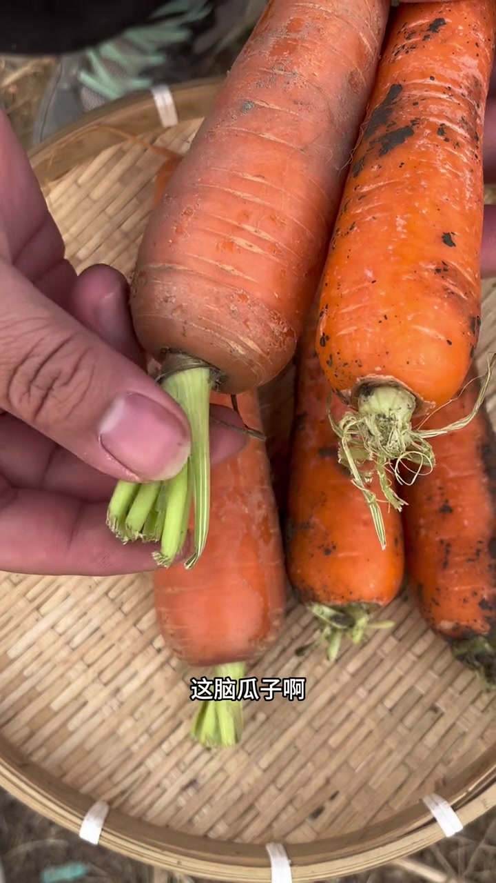 胡萝卜怎么挑?怎么区分新胡萝卜和翻新胡萝卜?#胡萝卜 #你真的会挑选蔬菜吗 #挑菜小技巧 