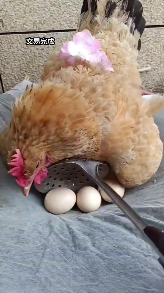 农村养鸡，母鸡孵小鸡，家有宠物